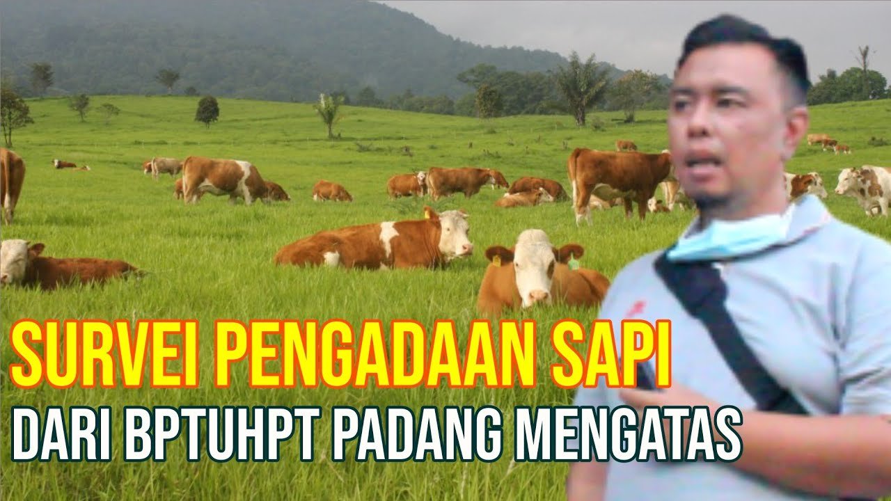 
                                 Pengadaan-Sapi-Padang-Mangatas-BPTUHPT